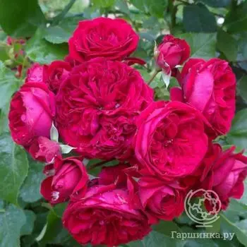 Роза Маранелло флорибунда, Топалович