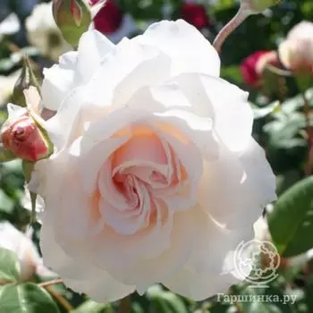 Роза Маргарет Меррил, Харкнесс