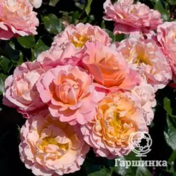 Роза Мари Кюри флорибунда, Топалович