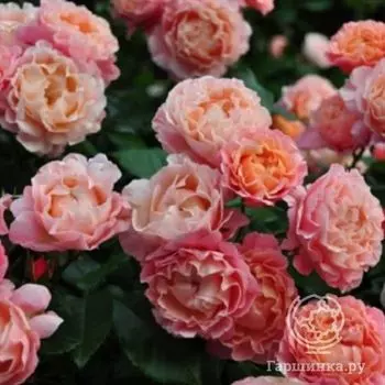 Роза Мари Кюри, Мейян