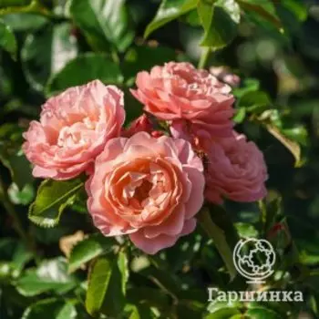 Роза Мари Кюри, Питомник Розы Фокино