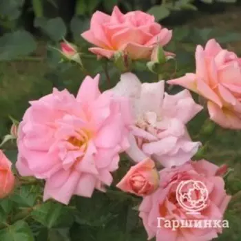Роза Мари Викторин канадская парковая
