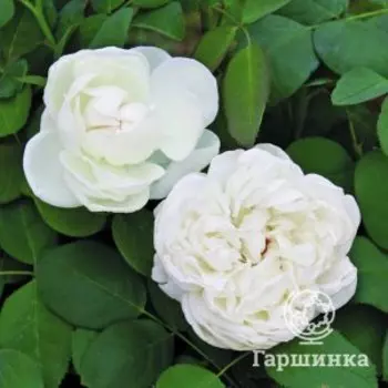 Роза Марианджела Мелато чайно-гибридная