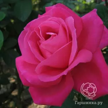 Роза Мария Каллас чайно-гибридная, Imperial Rose