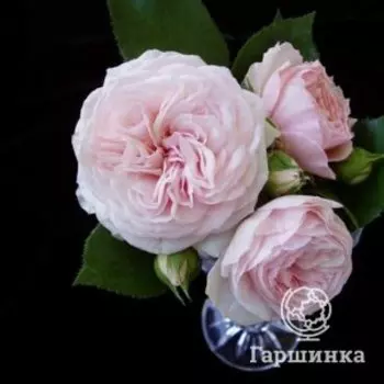 Роза Мария Тереза флорибунда