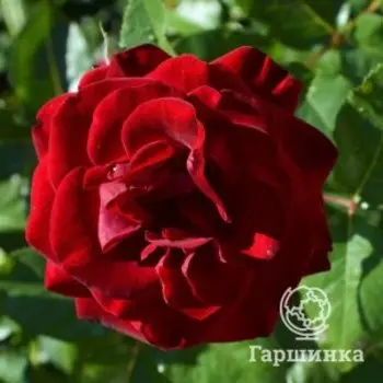 Роза Марлен чайно-гибридная