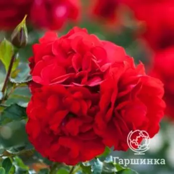 Роза Марлен, Питомник роз Королева Роза