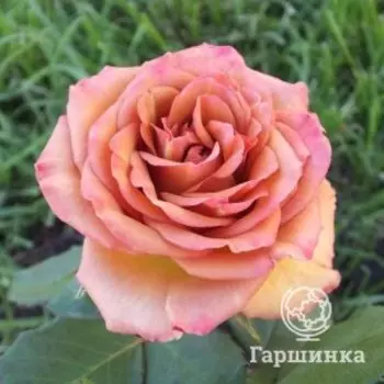 Роза Марракеш, Питомник роз