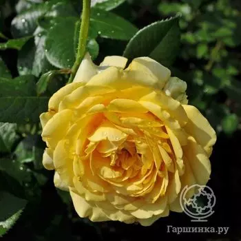 Роза Марселисборг, Пулсен