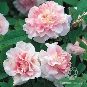 Роза Мартин Фробишер канадская парковая п/с