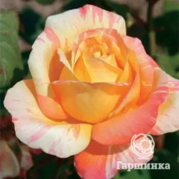 Роза Марвелл чайно-гибридная, Топалович