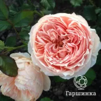 Роза Масора