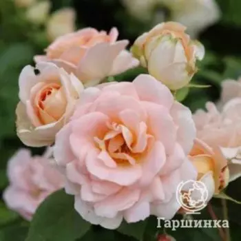 Роза Матиас Клаудиус шраб