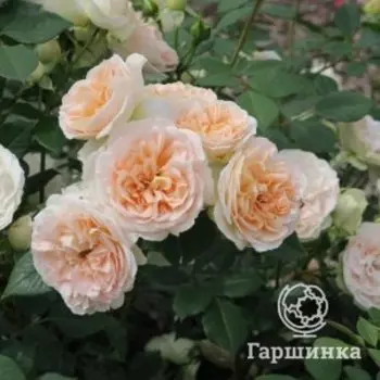 Роза Маттиас Клаудиус шраб, Питомник роз