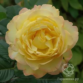 Роза Маунтбаттен, Харкнесс