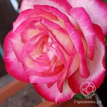 Роза Максим чайно-гибридная, Тантау