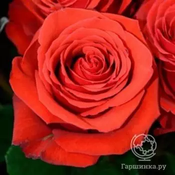 Роза Медальон чайно-гибридная, Imperial Rose