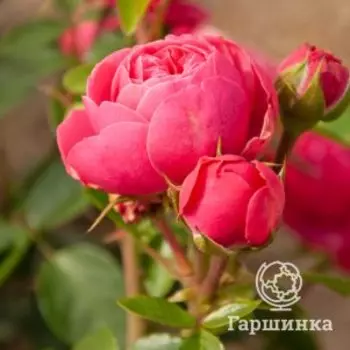 Роза Меджик Рококо, Питомник роз Королева Роза