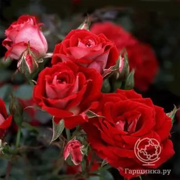 Роза Мейди миниатюрная, Топалович