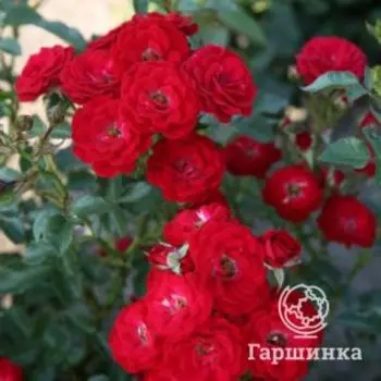 Роза Менди миниатюрная, Топалович