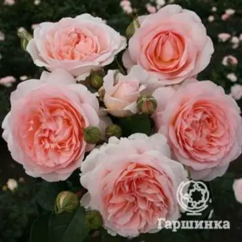 Роза Мерхенцаубер, Топалович