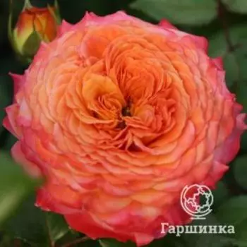 Роза Метеор флорибунда, Топалович