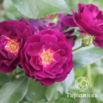 Роза Миднайт Блю, Питомник Розы Фокино