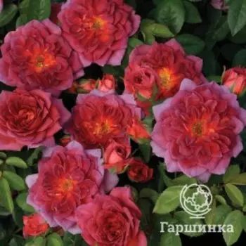 Роза Миднайт Файр, Питомник роз Королева Роза