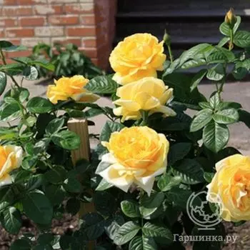 Роза Микеланджело чайно-гибридная, Топалович