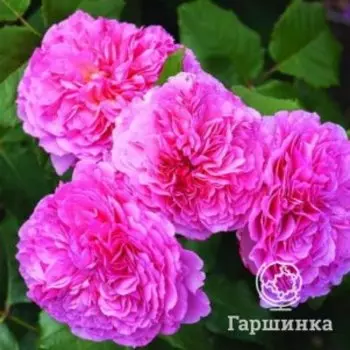 Роза Милева Фрайла флорибунда