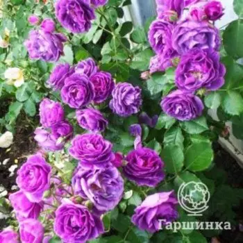 Роза Минерва