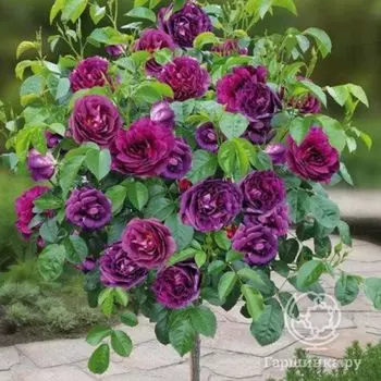 Роза Минерва на штамбе 110см