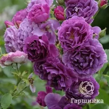 Роза Минерва, Питомник Розы Фокино
