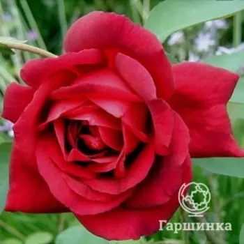Роза Миранди чайно-гибридная, Питомник роз Королева Роза