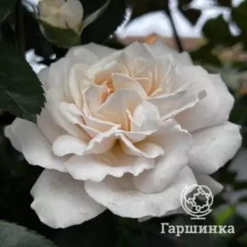 Роза Мисс Диор шраб, Питомник роз