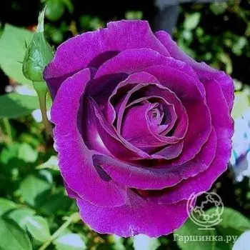 Роза Мистерьез, Дорье