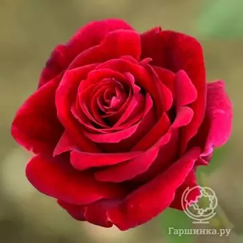 Роза Мистер Линкольн чайно-гибридная