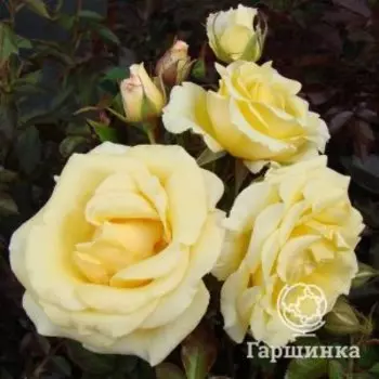 Роза Мистери Герл чайно-гибридная