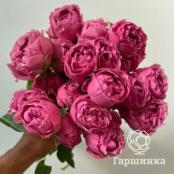 Роза Мисти Баблс спрей, Воронежский питомник роз