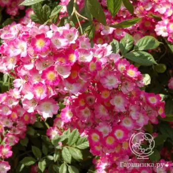 Роза Моцарт, Гийо