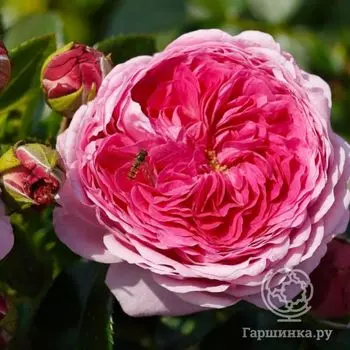 Роза Модерн Арт чайно-гибридная, Тантау