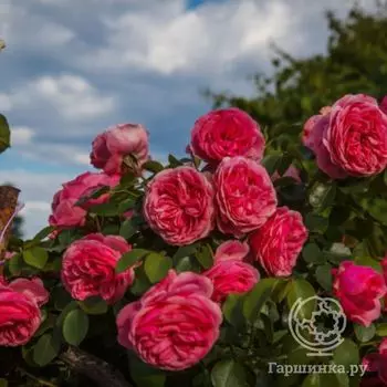 Роза Моджо кустарниковая, Imperial Rose
