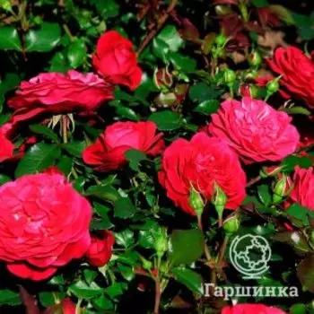 Роза Мона Лиза, Питомник Розы Фокино