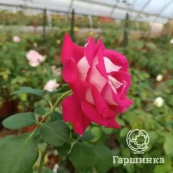 Роза Моника Белуччи чайно-гибридная