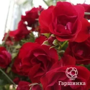 Роза Монтана флорибунда