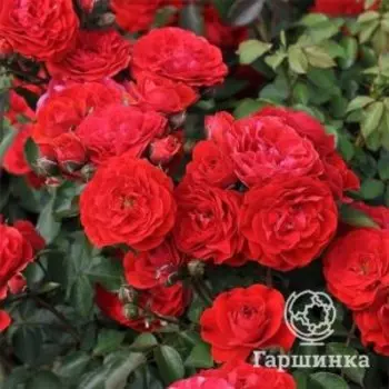 Роза Морава Река