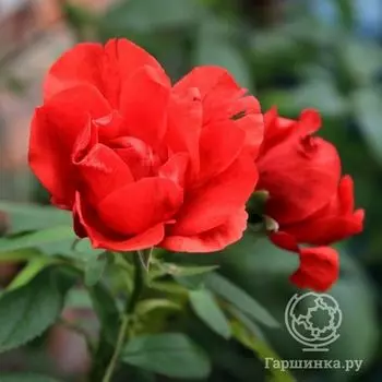 Роза Морден Файрглоу канадская парковая п/с