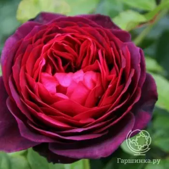Роза Морелло кустарниковая, Imperial Rose