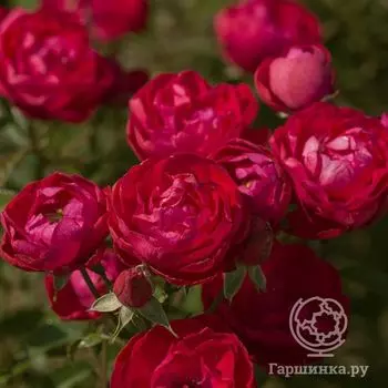 Роза Морсдаг, Харкнесс