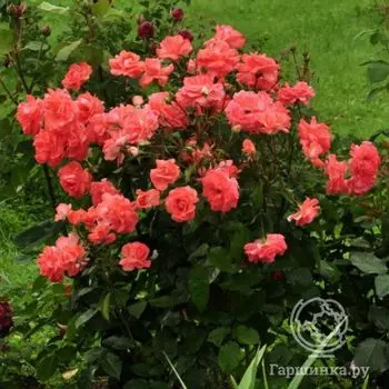 Роза Мюнхен Киндл флорибунда, Imperial Rose